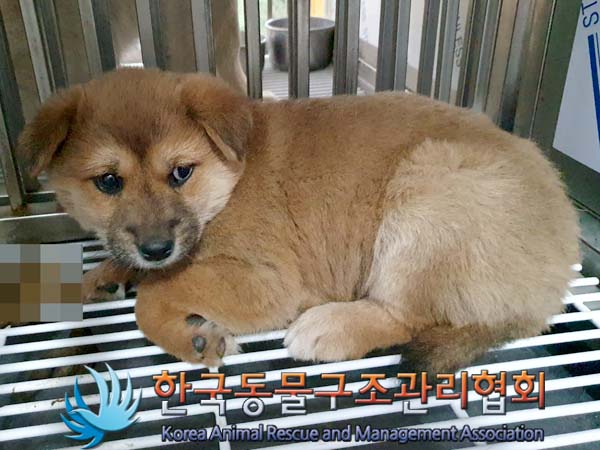 한국동물구조관리협회_441406202400137